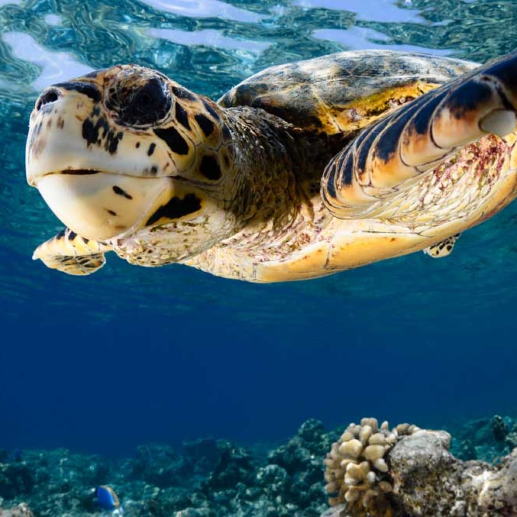 Turtle featured image